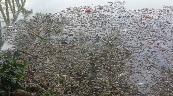 
 Jutaan Ikan Mati Mengambang di Sungai Cisadane Akibat Pencemaran yang diduga bersumber dari Gudang Biotek Saranatama Taman Tekno BSD Kota Tangerang Selatan. Foto: TangerangPos 
