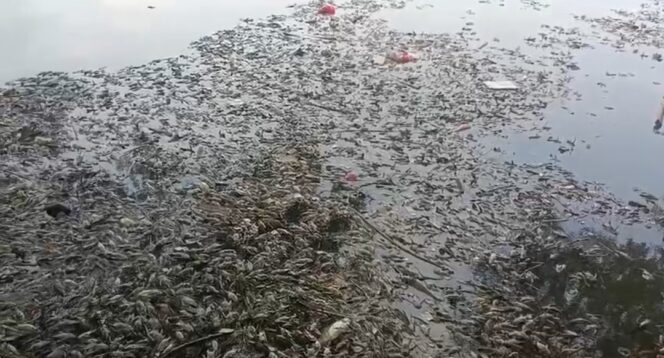 
 Penampakan Bangkai Ikan yang menumpuk menimbulkan bau tak sedap akibat Tercemarnya Sungai Cisadane, Rabu (11/02/2026). Foto: ist